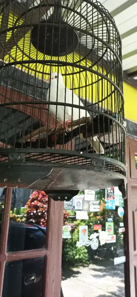 puter pelung putih mata merah