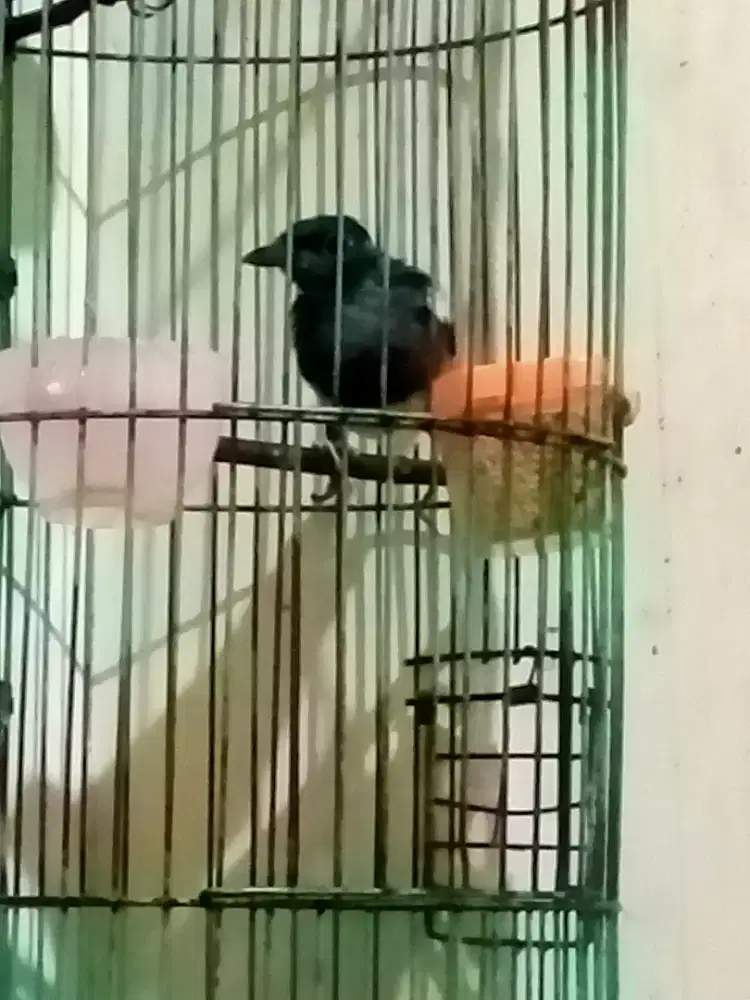 Kacer poci betina gacoor