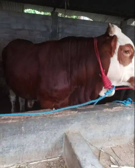 sapi limosin 450kiloanuP timbang hidup siap sapi qurban 2026 jamin top