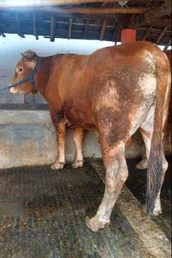 sapi limosin 450kiloanuP timbang hidup siap sapi qurban 2026 jamin top