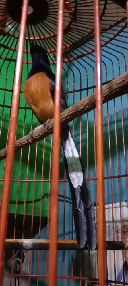 Murai medan lokal ori mapan gacor fighter isian mewah