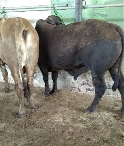 sapi limosin 450kiloanUP timbang hidup layak hewan kurban terbaik 2026