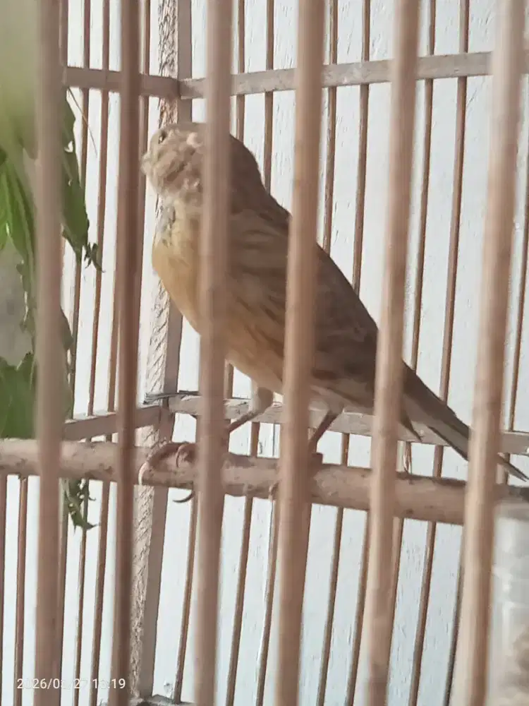 Burung sanger mirip blackroat