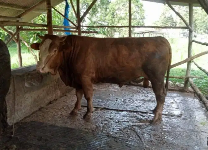 sapi qurban limosin 450kiloanUP timbang hidup siap hewan kurban 2026