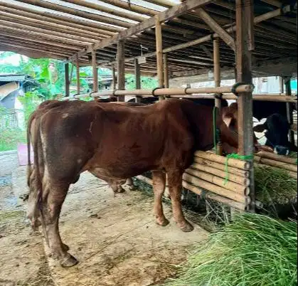 sapi qurban limosin 450kiloanUP timbang hidup 70rb-an/kilo jamin puas