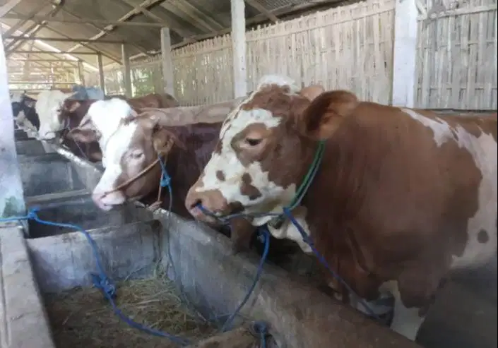 sapi qurban limosin 450kiloanUP timbang hidup siap hewan kurban 2026