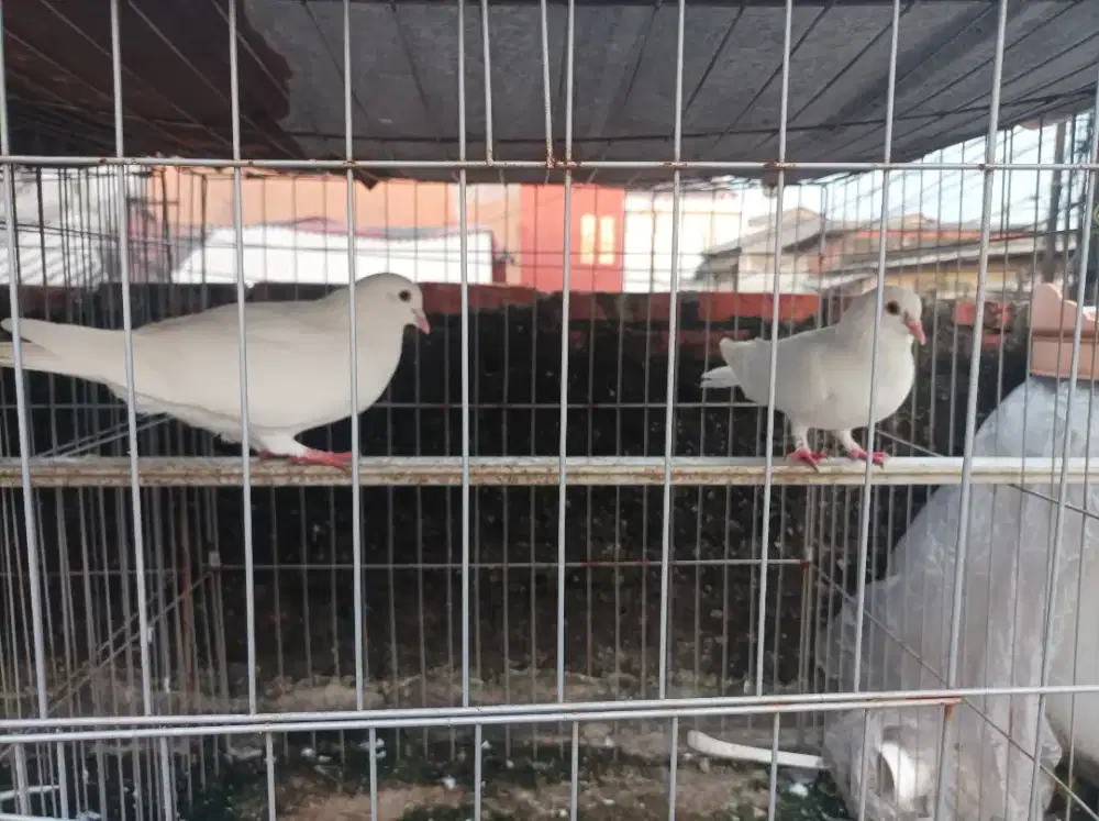 Merpati dara darah putih polos