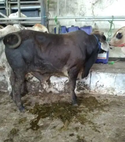 sapi qurban limosin 450kiloan timbang hidup layak kurban 2026 jamin ok