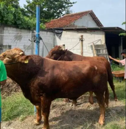 sapi qurban limosin 450kiloan timbang hidup layak kurban 2026 jamin ok