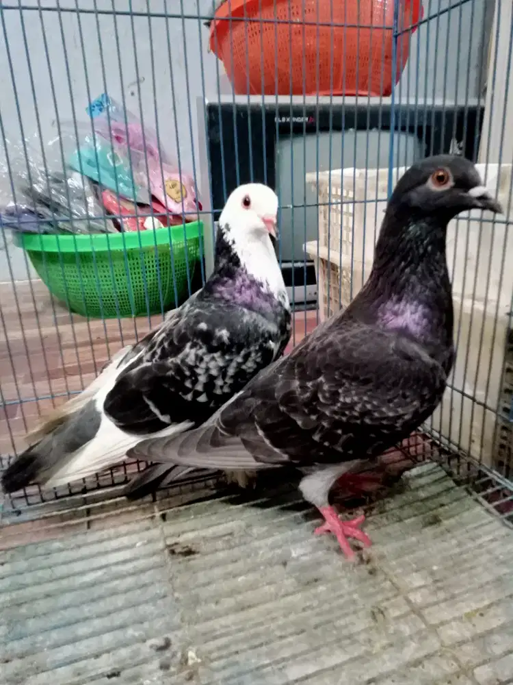 Burung dara sepasang