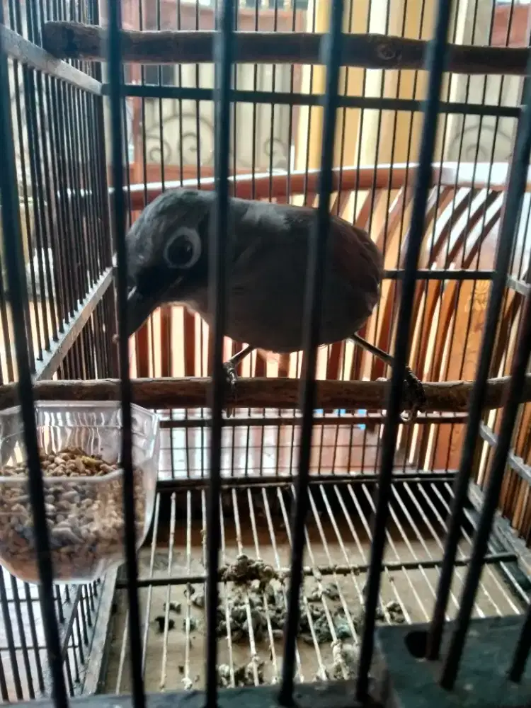 Burung Poksay Mantel