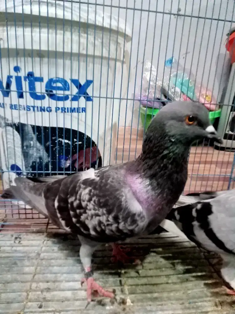 Burung dara sepasang