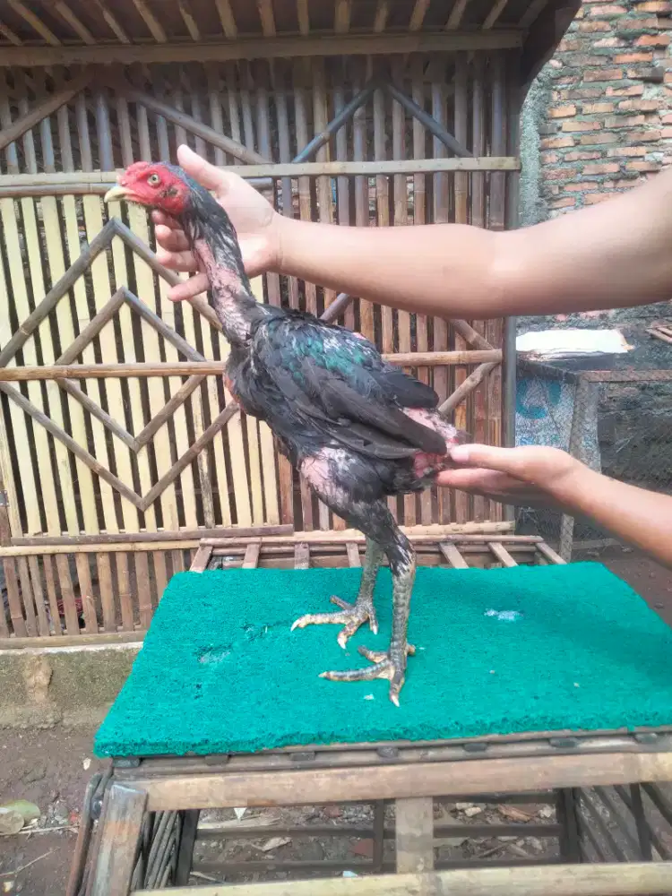 Ayam Pakhoy usia 4bulan Brakot brutal