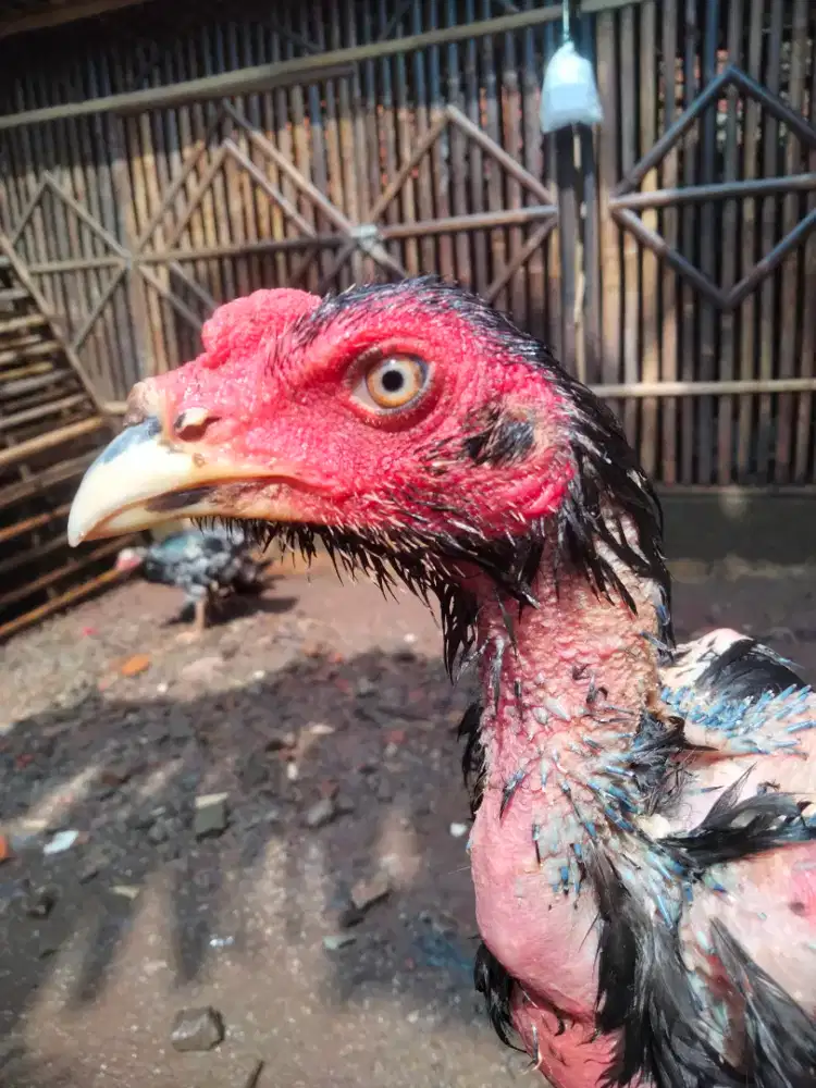 Ayam Pakhoy usia 5bulan Brakot brutal