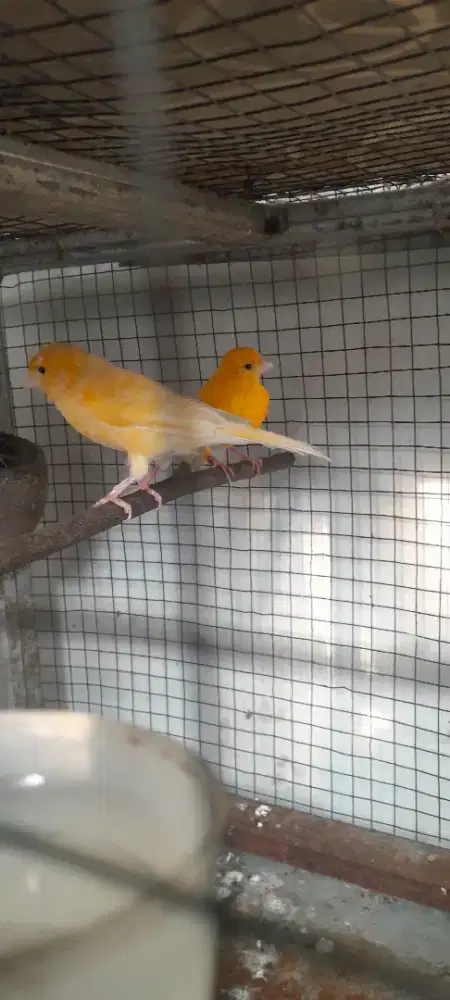 Kenari betina 2 ekor sudah produksi