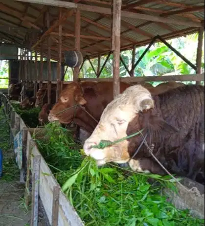 sapi kurban limosin 450kiloanUP timbang hidup layak qurban 2026 manteb