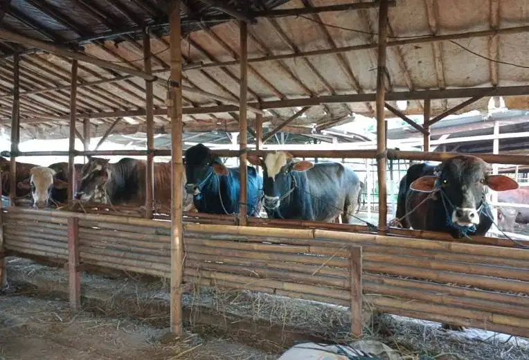 sapi kurban limosin 450kiloanUP timbang hidup layak qurban 2026 manteb