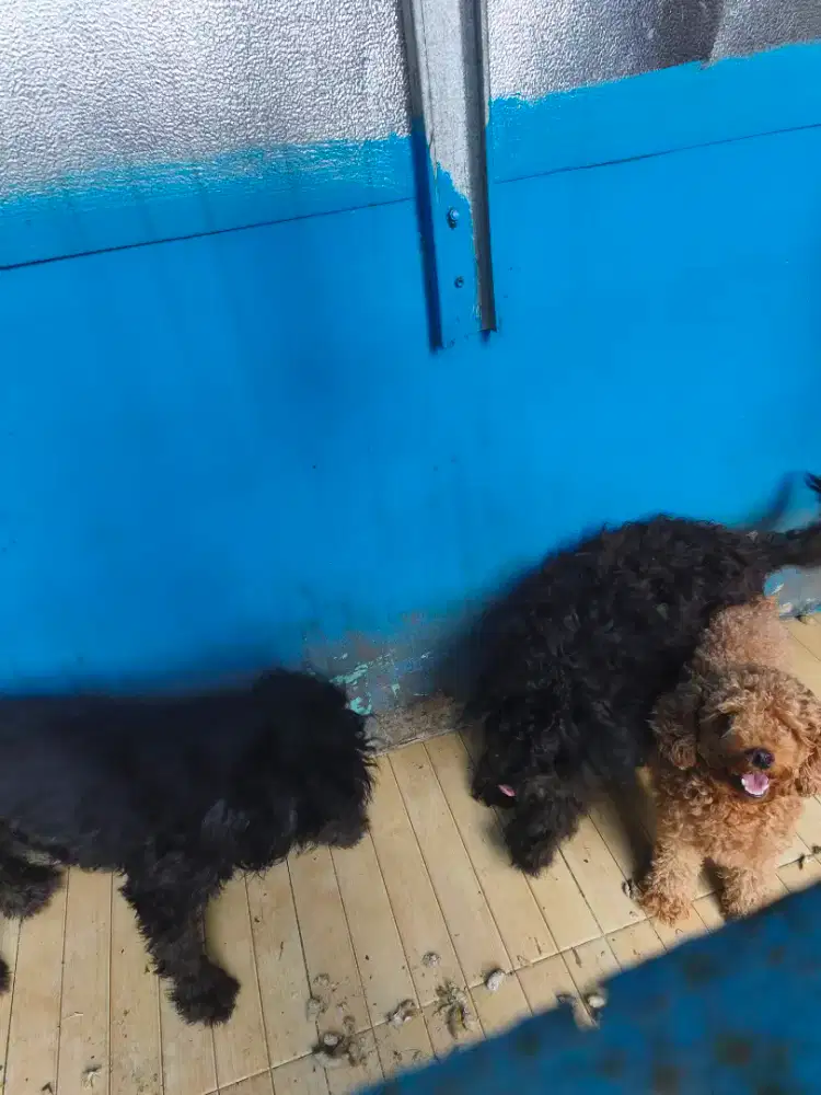 Anjing Poodle induk dan Anaknya
