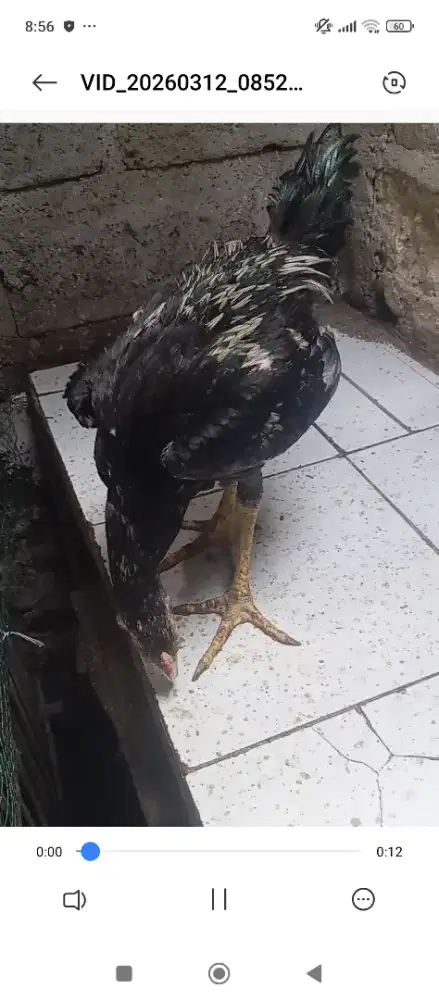 Ayam BK birma x mangon