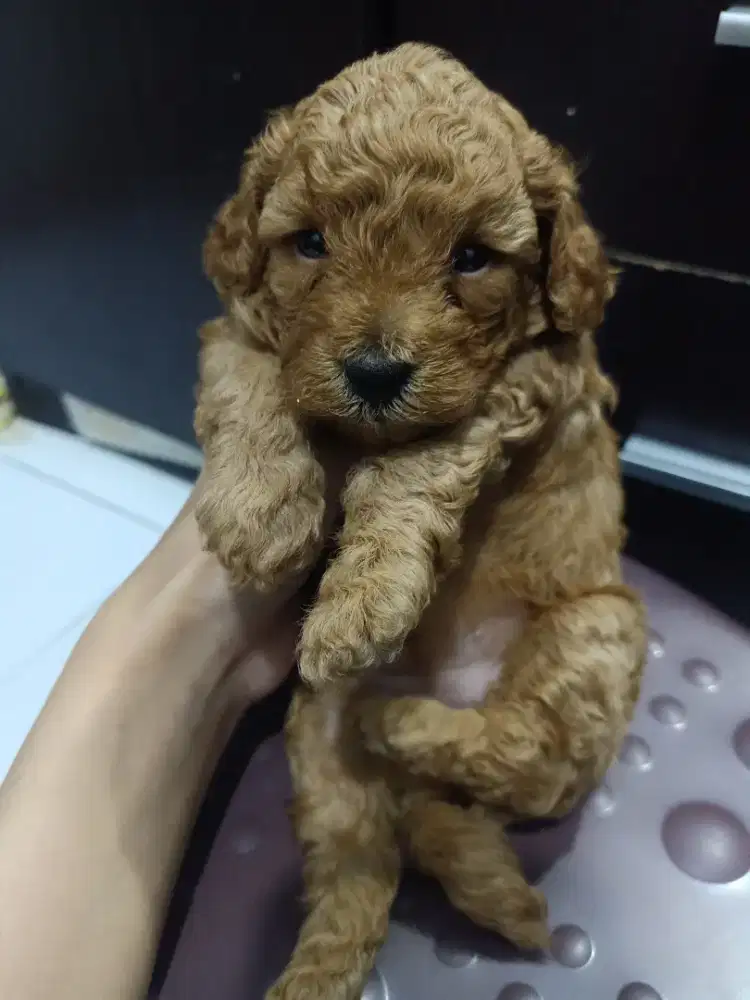 Jual Puppy Red Toy Poodle