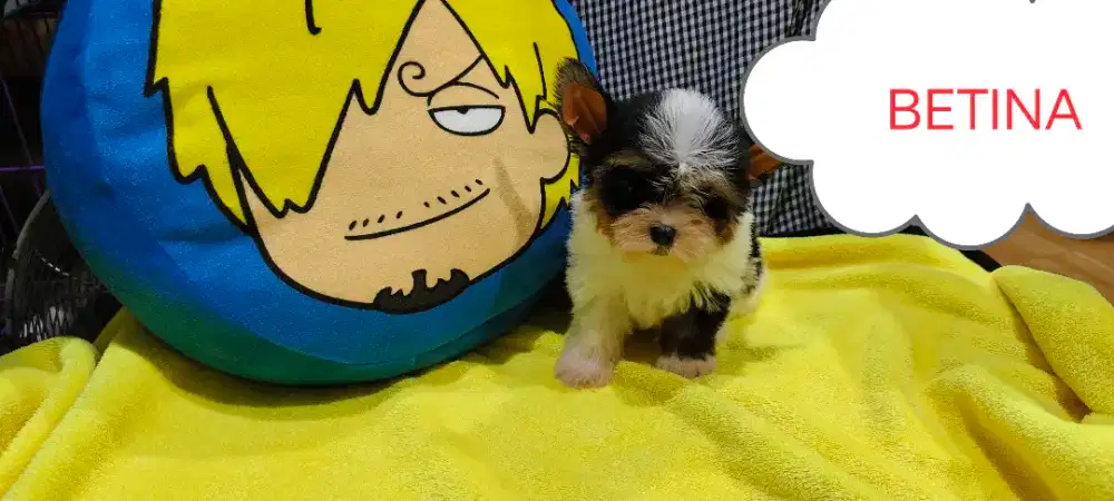 YORKSHIRE TERRIER PARTY COLOUR