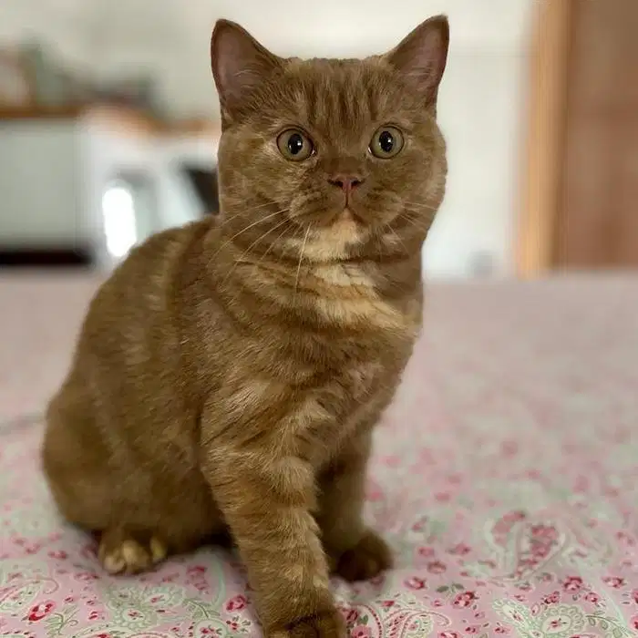 Kucing bsh british shorthair british short hair