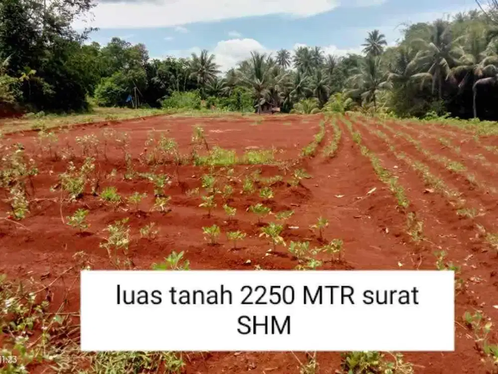 TANAH MURAH DAN STRATEGIS DESA SUKA JADI KECAMATAN RANCABUNGUR KABUPATEN BOGOR