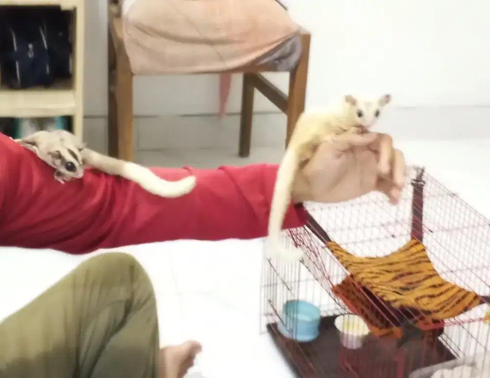 Sugar glider platinum mozaik dan white tip