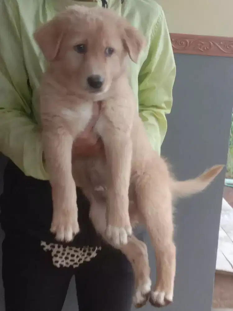 Mix golden umur 2,5 bln