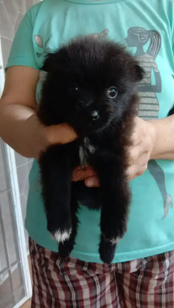 Minipom black betina