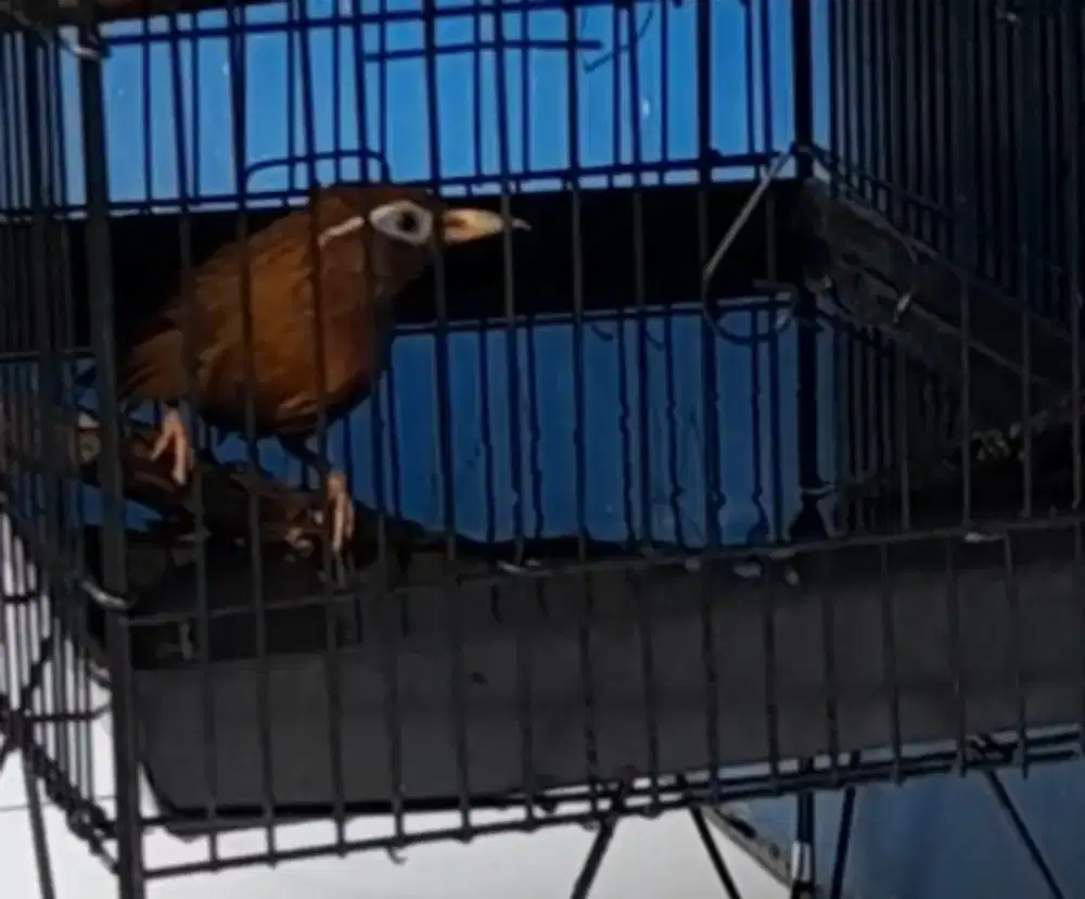 Hwamei bahan muda hutan