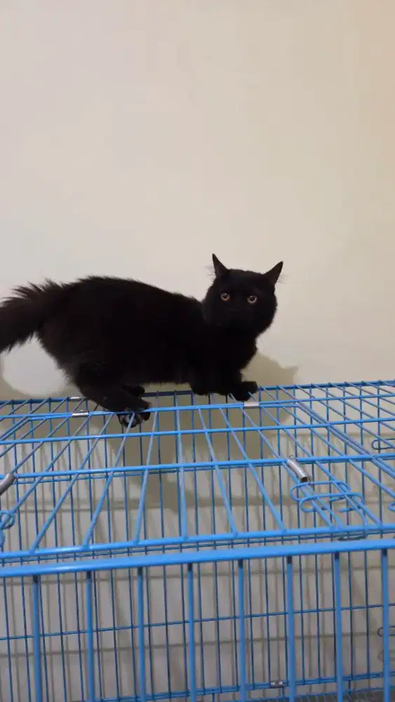 Munchkin longhair jantan murah