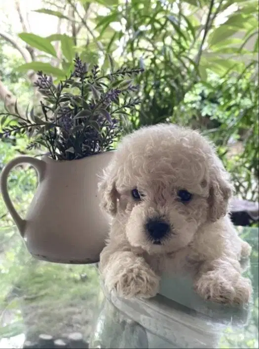Toy Poodle Surabaya Jantan Apricot