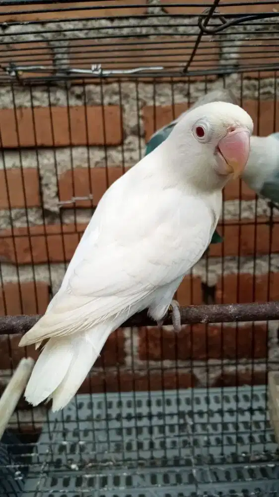 Biola albino mata merah