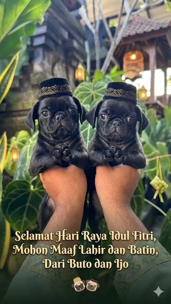 Pug Jantan dan Betina