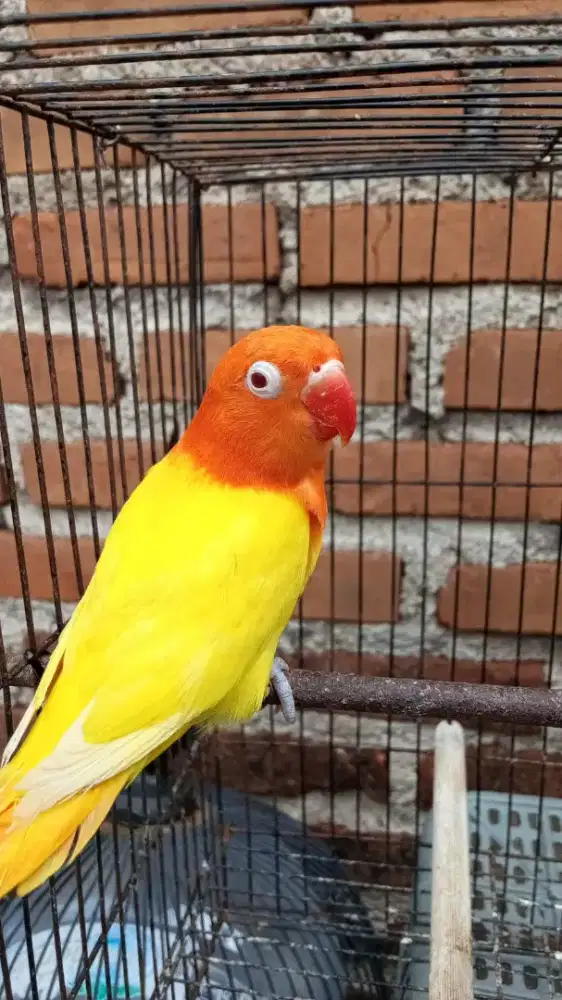 Lovebird Biola lutino mata merah