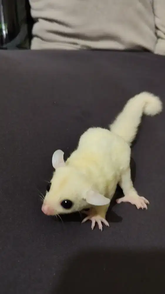 Sugar glider leu leucistic betina