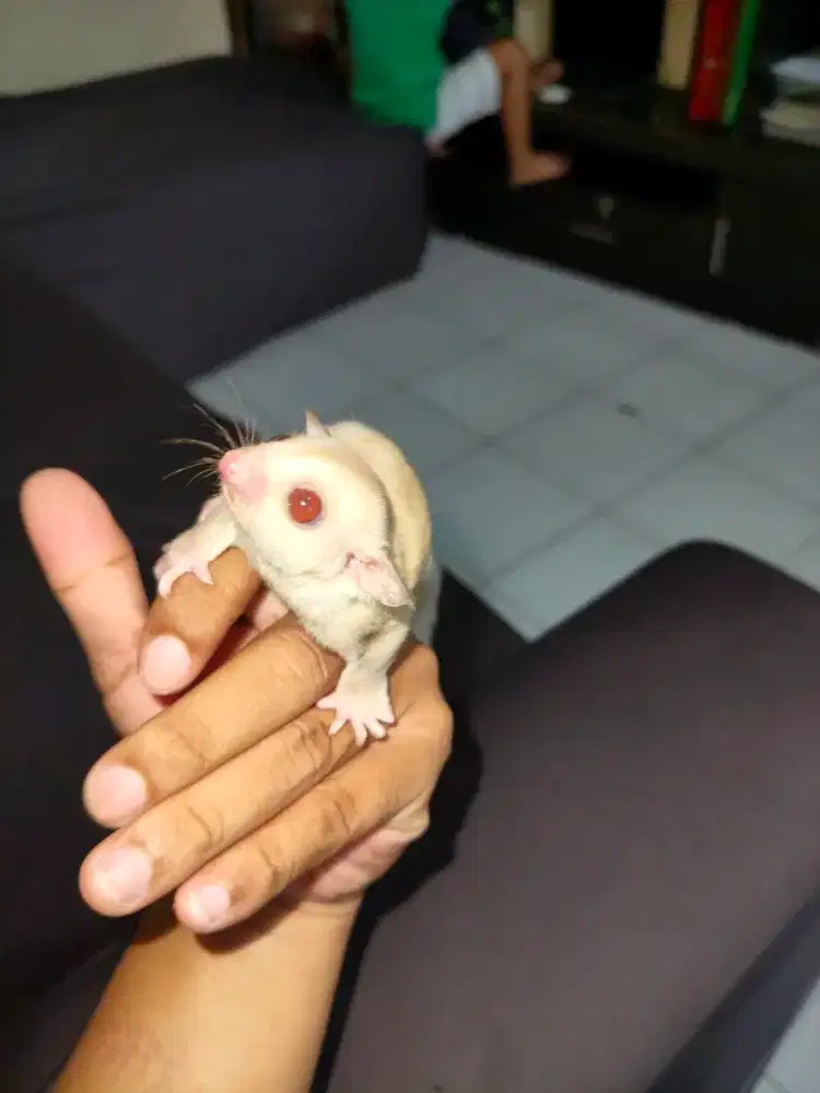 Sugar glider cream betina