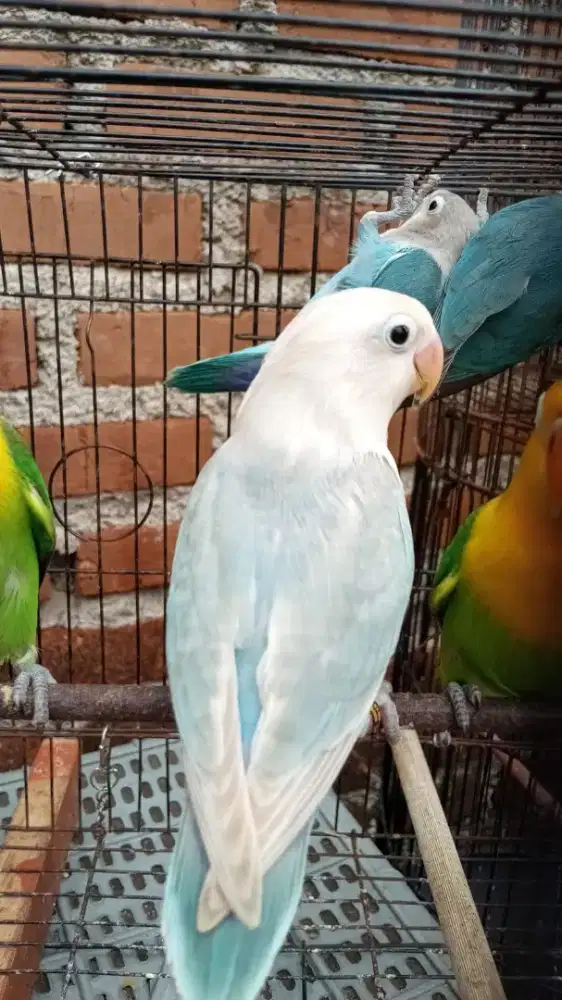 Lovebird yf blue pastel