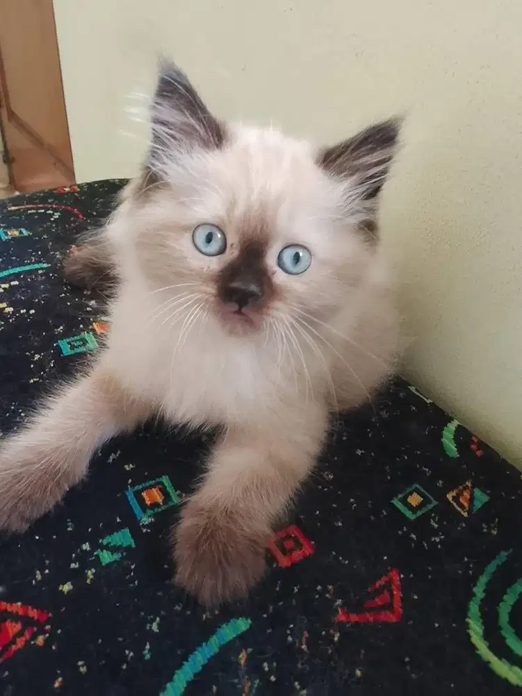 Kitten himalaya sealpoint