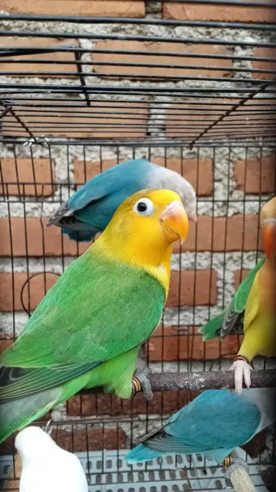 Lovebird yf green