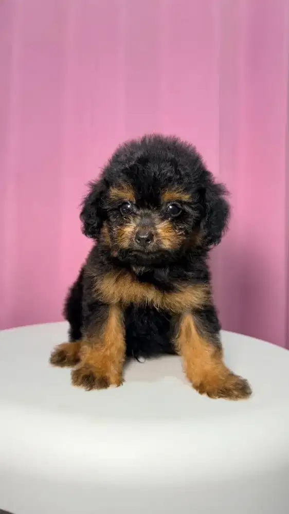 Toy poodle phantom cakep