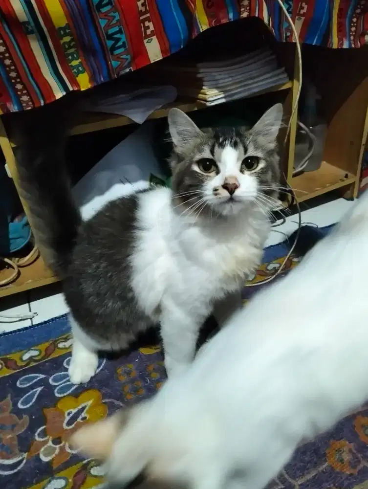 Open adopsi kucing jantan persia