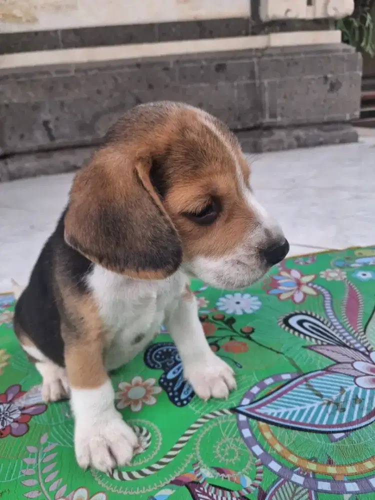 Anakan Anjing Beagle