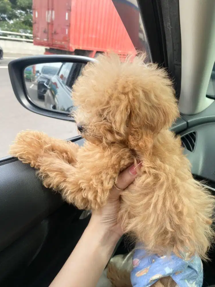 Toy poodle betina