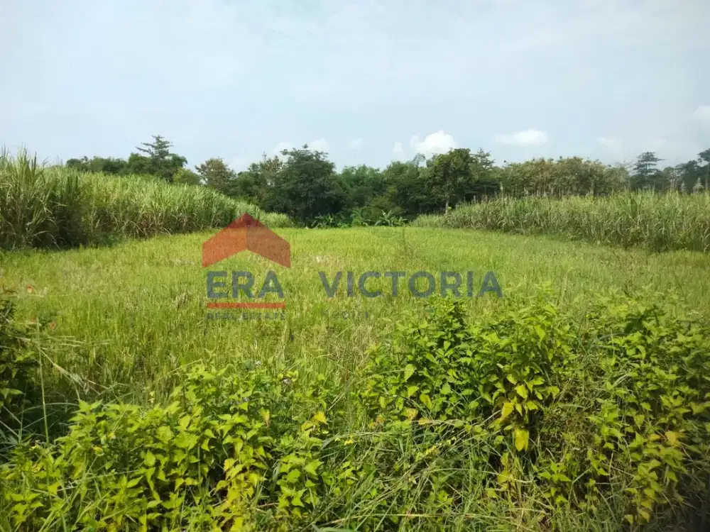 Tanah Sawah Campurejo Kota Kediri 3 Menit dari Terminal Tamanan