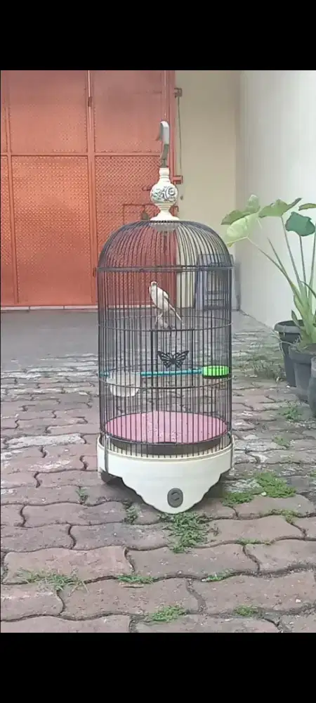 Burung kenari panda gacor