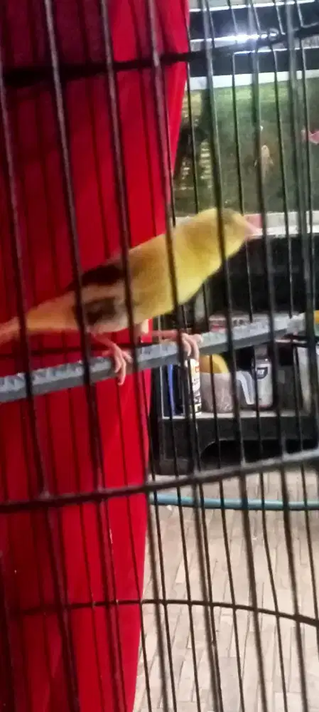 kenari warna panda jantan