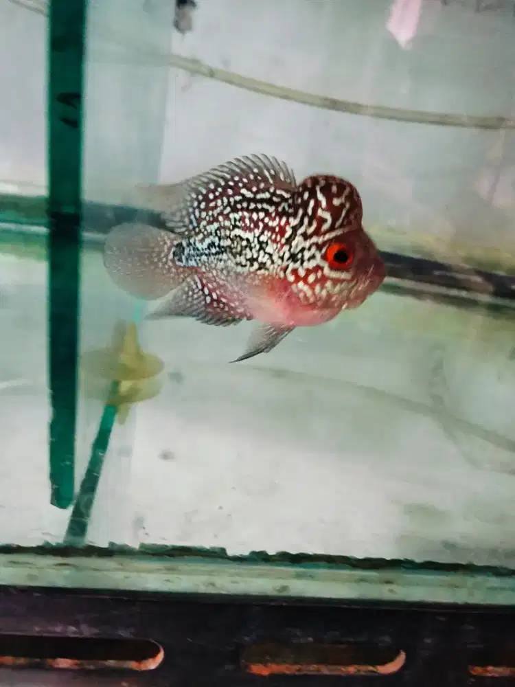 Louhan bonsai jenong crosshead