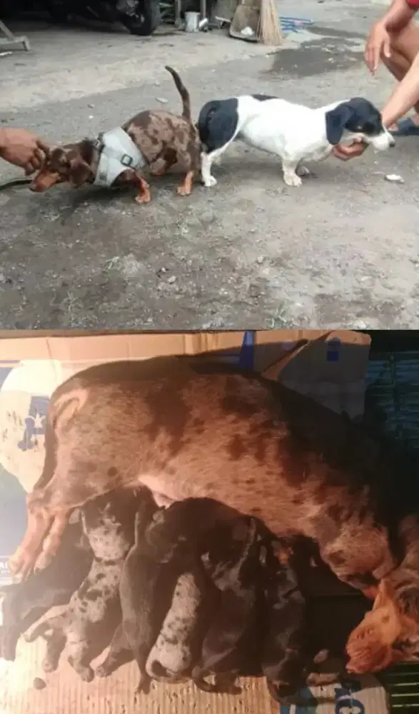 Anjing tekel Dachshund